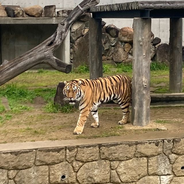 通天閣とサバンナの野生動物が一緒に楽しめる　天王寺動物園