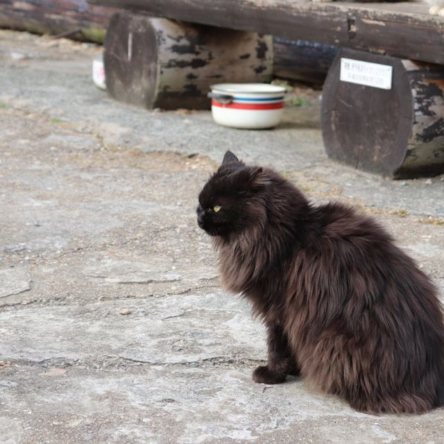 [일본] 고양이 섬 아오시마