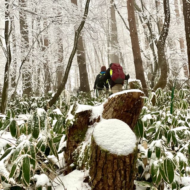 제주 🗻한라산🗻관음사(삼각봉) 등산(왕복6시간)