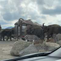 九州 ｜自駕遊亞洲版Safari 🐅🐆🦓🐘🦬🐫🐑