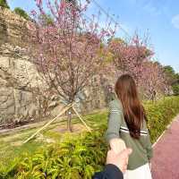 香港櫻花園🌸cherry blossom garden in Hong Kong🇭🇰 