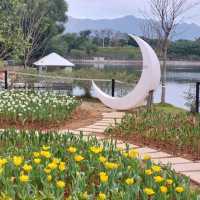 欣賞浪漫鬱金香花海