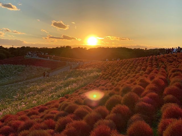 Kochia at Hitachi Seaside Park