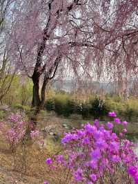 에버랜드 숨은 풍경 맛집, ‘하늘 정원길’🌸💕