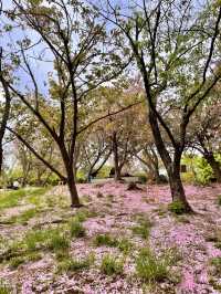 부산 겹벚꽃 명소 best1 민주공원 🌸