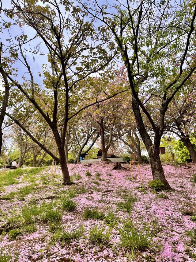 부산 겹벚꽃 명소 best1 민주공원 🌸
