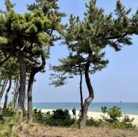 서퍼들이 좋아하는 파도가 몰려온다! 강릉해수욕장🏖️