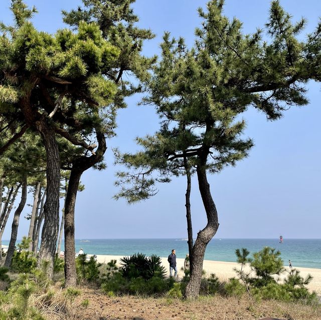 서퍼들이 좋아하는 파도가 몰려온다! 강릉해수욕장🏖️