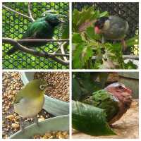 打卡好去處: 仲有好多雀仔睇🦜元朗公園
