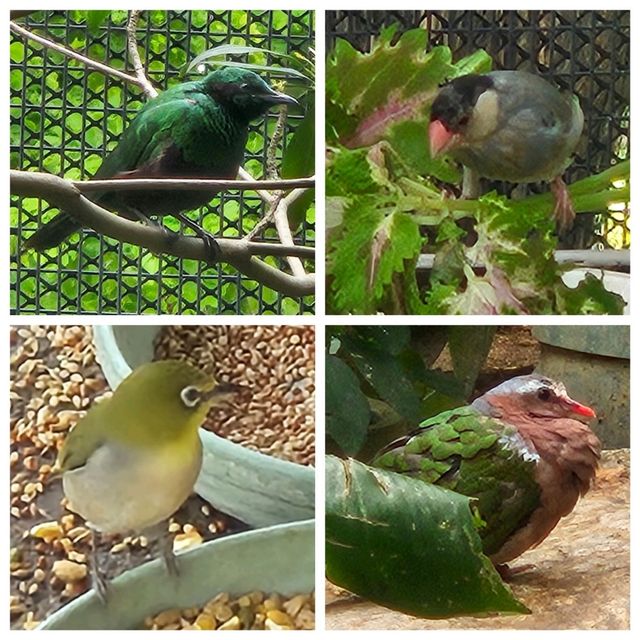 打卡好去處: 仲有好多雀仔睇🦜元朗公園