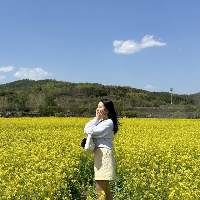 유채꽃 시즌에 꼭 가야할 대구 명소🌼