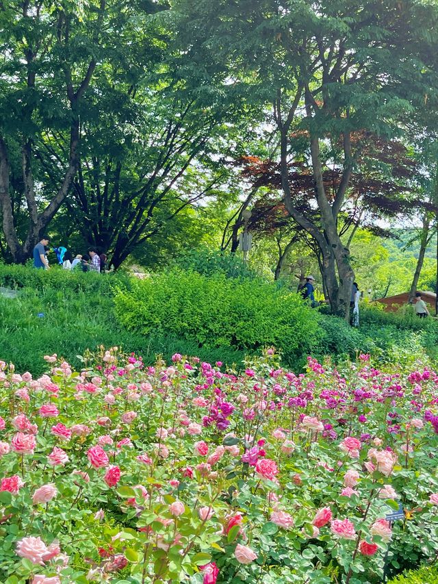 🌹과천 장미축제 - 서울대공원 장미원🌹