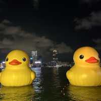 Yellow Ducks are back to Hong Kong 🐤🐤