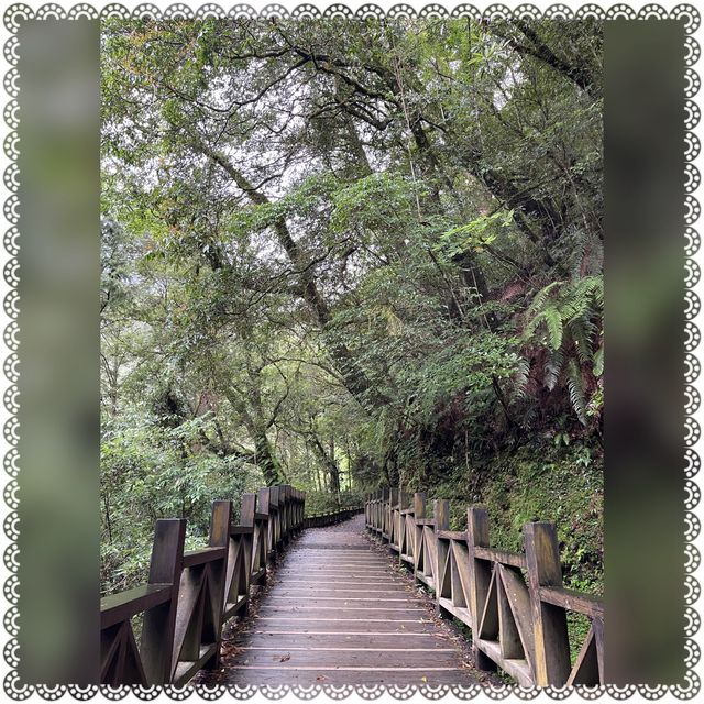 （桃園/復興）享受芬多精的洗禮-拉拉山神木群步道