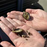 Sydney Oysters Farm Tour - Mooney Mooney