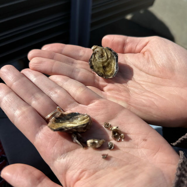 Sydney Oysters Farm Tour - Mooney Mooney