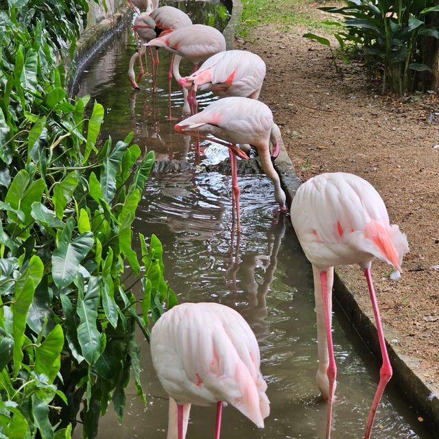 Chiang Mai Night Safari