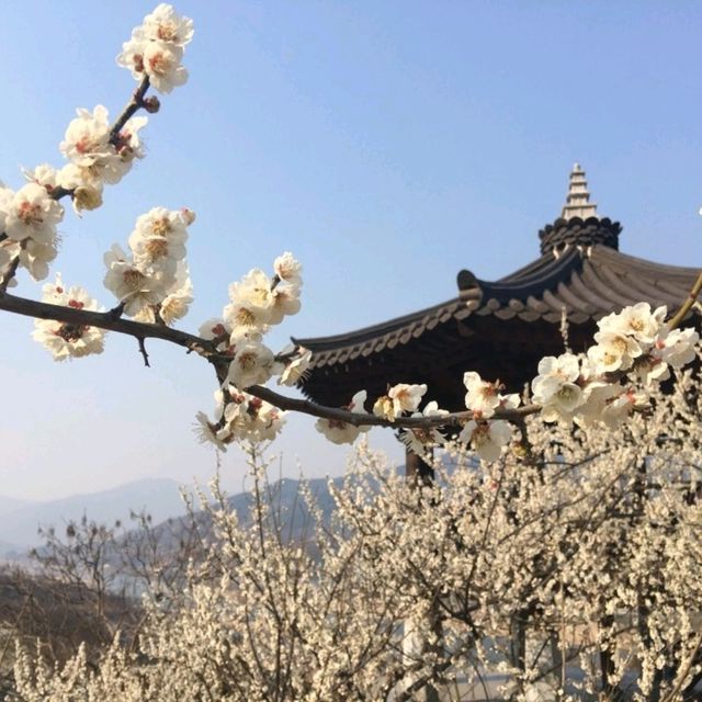 整個山頭真的狀觀和很美💮👍光陽梅花村