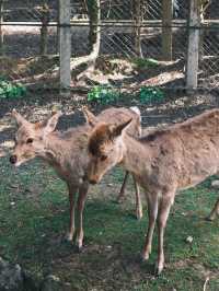 日本 | 奈良之旅 去奈良公園看小鹿🦌