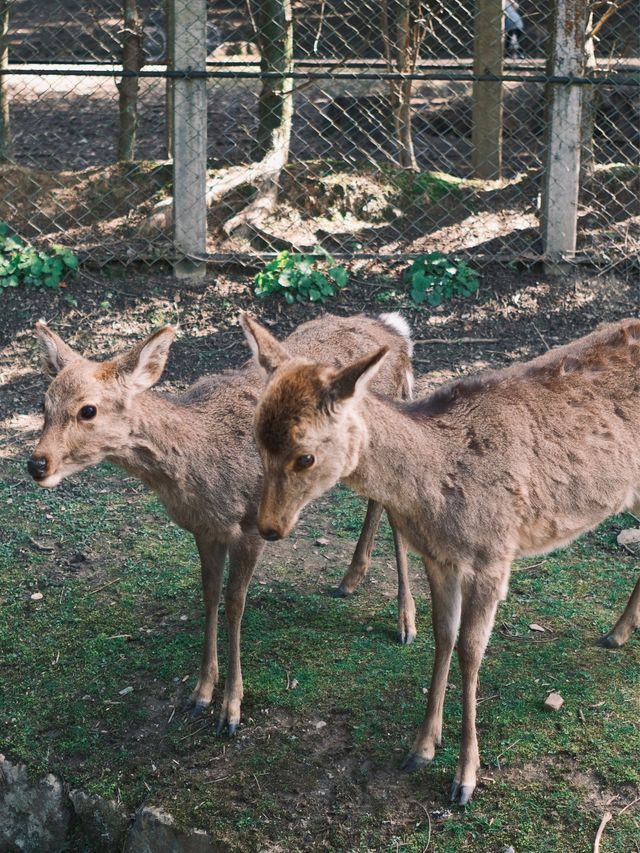 日本 | 奈良之旅 去奈良公園看小鹿🦌