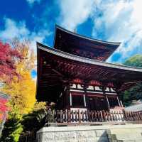 【長野県/美しい紅葉🍁と庭園を縁側から眺められるお寺】