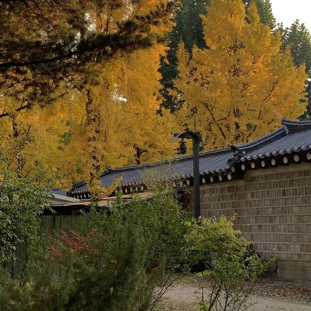 고즈넉한 경복궁.. 가을에 더 예쁜거 아셨나요?🤎🍁