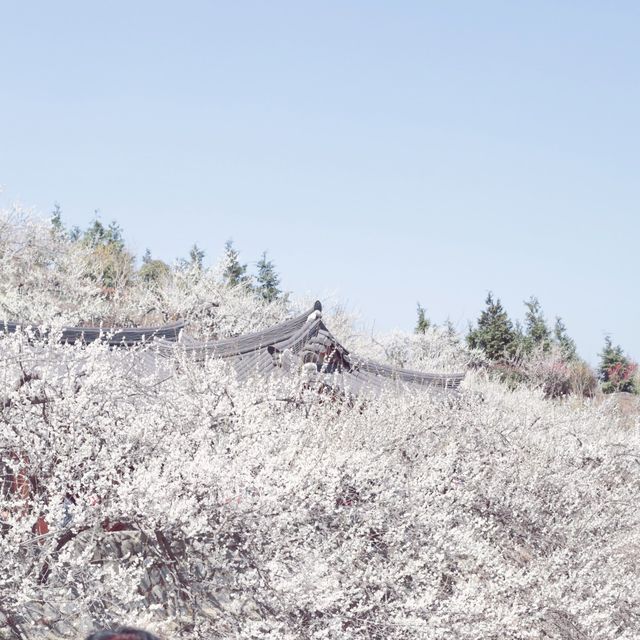 아름다운 봄 날의 매화마을입니다. 