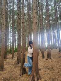 🌲포토스팟이 가득한 나만알고싶은 제주동쪽 "비밀의숲"🌲