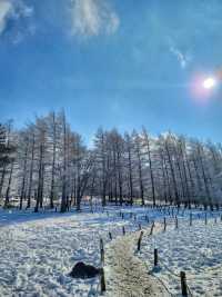강원도 겨울여행은 여기! 정선 만항재❄️