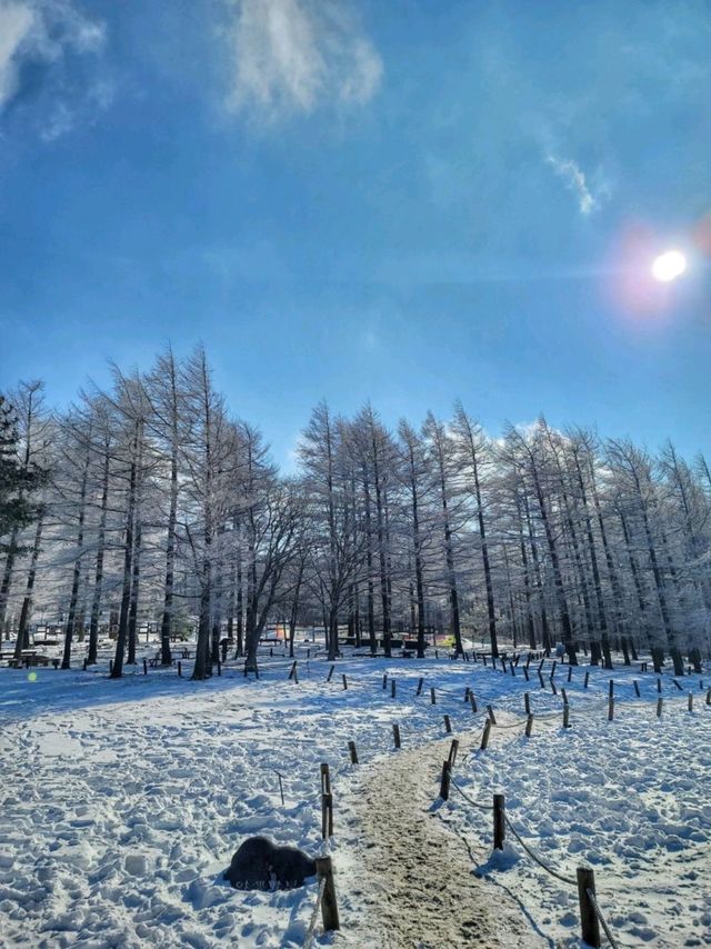 강원도 겨울여행은 여기! 정선 만항재❄️