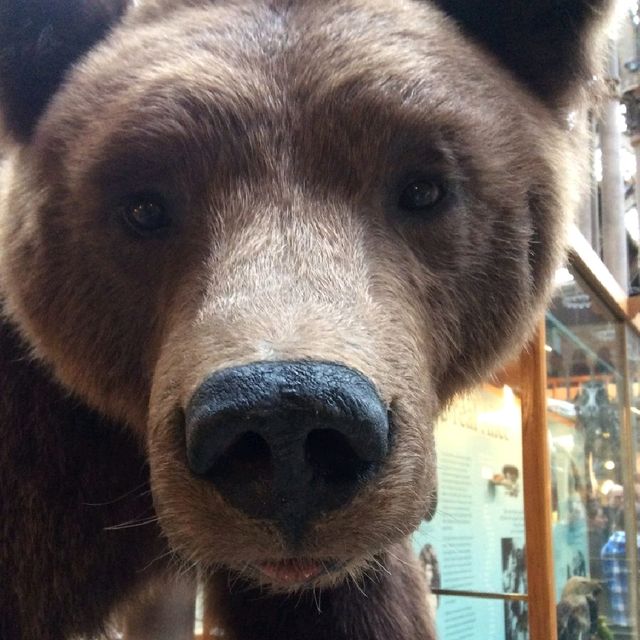牛津科學及古生物博物館