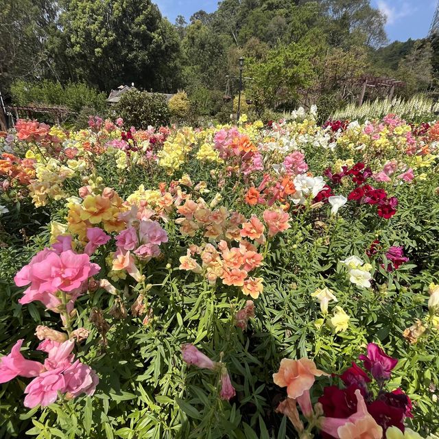 Doi Angkhang(ดอยอ่างขาง) เชียงใหม่