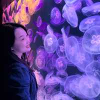 與萬千水母 共聚夢幻晚餐