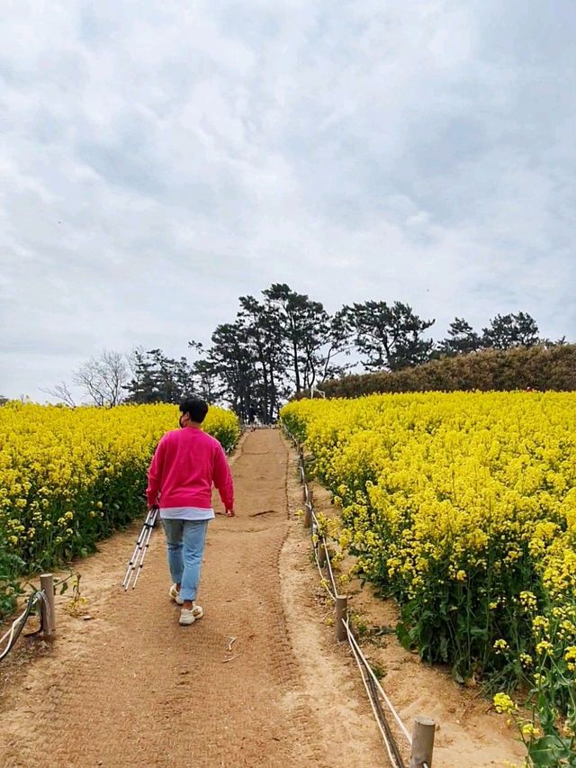 전북 부안 수성당, 유채꽃 바다에 풍덩💛