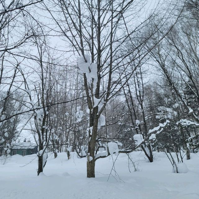 일본 비에이 여행 중 들려보면 좋을 타쿠신칸 자작나무화랑