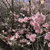 Cherry Blossom at Wu Ling Farm