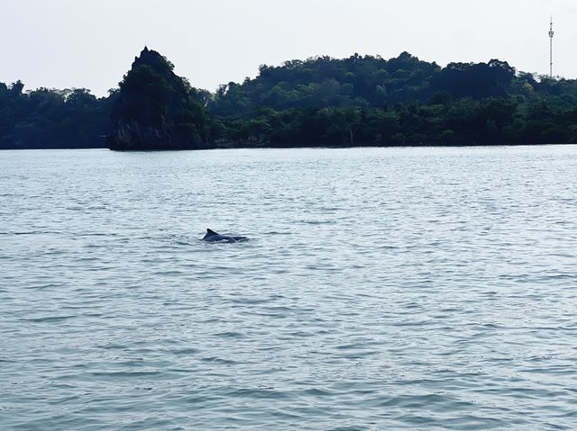 Pink Dolphins at Khanom, Nakhon Si Thammarat 