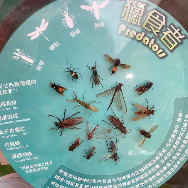 《迷你版生物多樣性博物館在將軍澳》