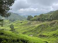 Boh Tea Plantation 