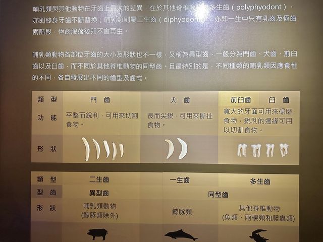 【 2023 台南景點 】樹谷生活科學館 恐龍骨骼博物館 再現恐龍蹤跡