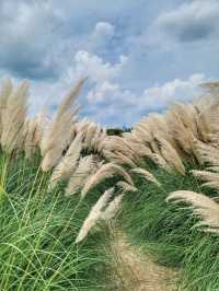 부산에서도 예쁜 팜파스를 볼수 있어요🌾