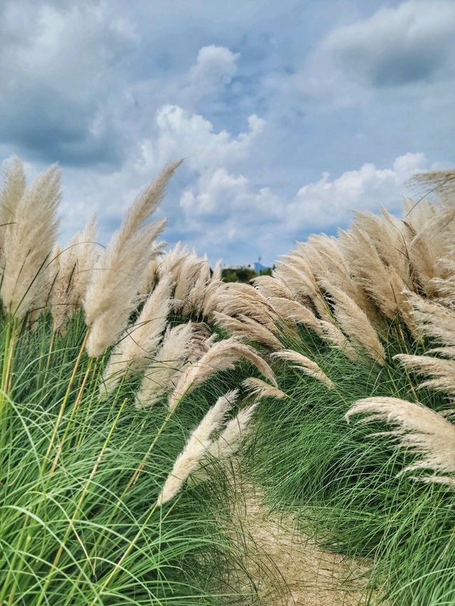부산에서도 예쁜 팜파스를 볼수 있어요🌾