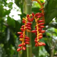 Jone's Garden 