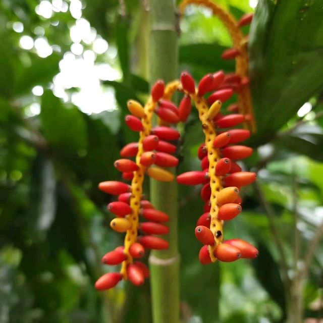 Jone's Garden 