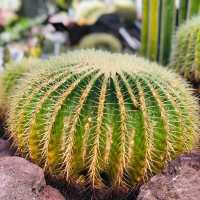 荷蘭🇳🇱 Hortus botanicus Leiden萊頓植物園🌵🪴室內篇