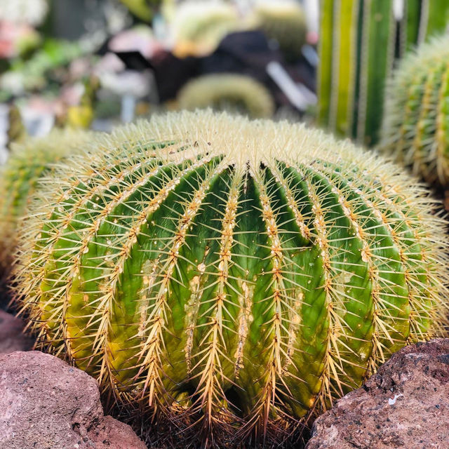 荷蘭🇳🇱 Hortus botanicus Leiden萊頓植物園🌵🪴室內篇