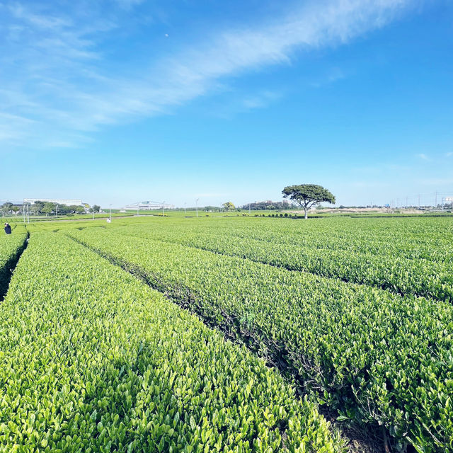 🇰🇷 Osulloc tea plantation