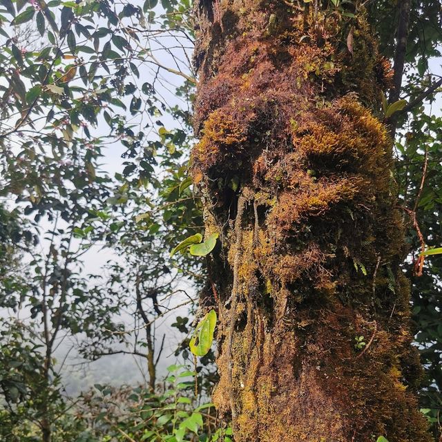 Mossy Forest