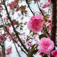 疫情後的花展