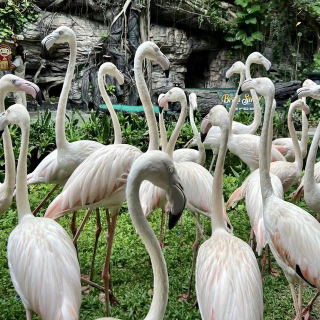 🐘曼谷野生動物世界-探索大自然奧秘🌴